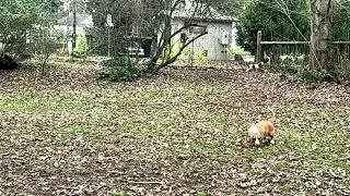 Basset Hounds at Dog Park in Roseburg Oregon Slow Motion & Time Lapse