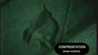 A confrontation between two Townsend's big-eared bats