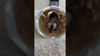 #sphynxkitten #Sinister #mylove #bestfriend #cattunnel #subscribe #fyp  #blackcat #sphynxlove