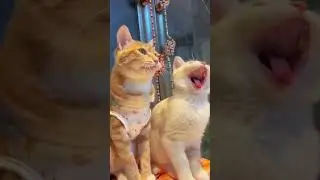 Cuteness and Funny #laughoutloudanimals #funny #trynottolaugh #funnypets #cat