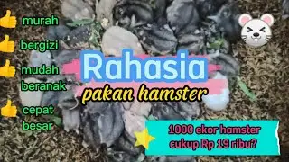 Rahasia Pakan Hamster l 1000+ ekor Hamster Cukup Rp 19ribu? - Murah & Bergizi - Ternak Hamster