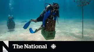 Scientists scramble to save Florida coral reefs from heat event