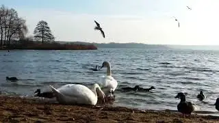 Swan bathing and relaxing in River|#animal |#swan |#swanlover