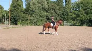 Eliante   (Rousseau x Houston)