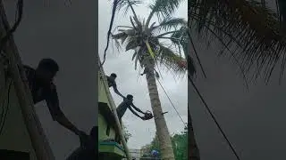 coconut tree cutting! #tree #strom #damage  #reels #content #viral