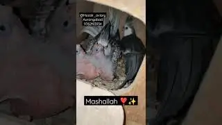 ❣️Cockatiel❣️#mashallah #cocktail #birds #breedingprogress #breeding #pets #animals #trending #love
