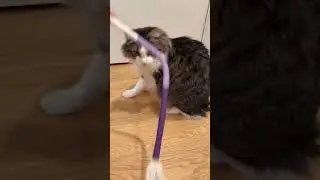 Watch: Cats react to Potaroma cat ropes for biting