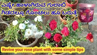 ಎಷ್ಟೇ ಹಾಳಾಗಿರುವ ಗುಲಾಬಿ ಗಿಡದಲ್ಲೂ ಗೊಂಚಲು ಹೂ ಬರುತ್ತೆ \Revive your rose plant with some simple tips \