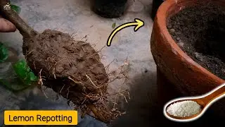 Repotting Lemon Tree - How To RePot A Lemon Tree?