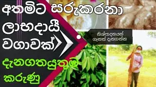 මඤ්ඤොක්කා වගාව # මුල සිට සරලව #manihot esculenta# manioc/cassava cultivation