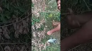 catching bocha fish#bochafish#