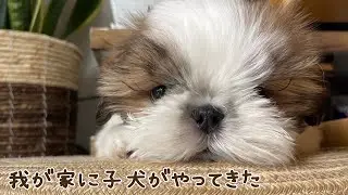 【シーズー犬】シーズーの子犬がやってきた!?