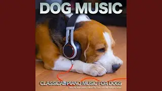 Pavane Pour Une Infante D&eacute;funte - Ravel - Dog Music - Music For Dogs Ears - Calm Music For Dogs
