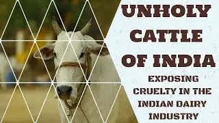 Unholy Cattle of India : Exposing Cruelty in the Indian Dairy Industry