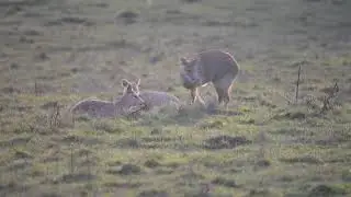 Chinese water deer ear-slapping
