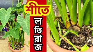 শীতে লতিরাজ কচুর জন্যে বড় রকম পরিকল্পনা