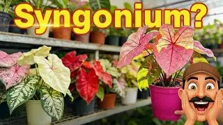 Rare Syngonium Collection Tour: The Most Exotic Arrowhead Leaves | Green Aura