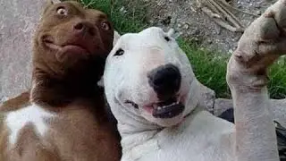 Best Funny Animals - Funniest Animal Videos Compilation [2015 NEW]