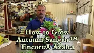 How to grow Autumn Sangria&trade; Encore&reg; Azalea with a detailed description
