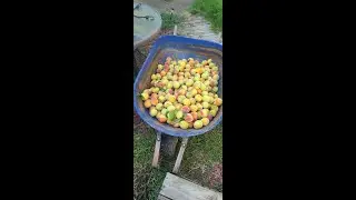 Making homemade peach juice with juice steamer