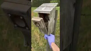 Bluebird Nesting Box Inspection #offgrid #birds #nest #eggs #farming #offgrid #garden