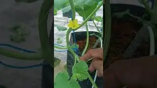 Perawatan tanaman melon dr pindah tanam#buah #melon#greenhouse