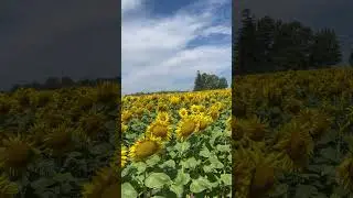Sunflower Fields of Markham || Markham || ONTARIO || Canada 🇨🇦 #touristattraction #canada #markham