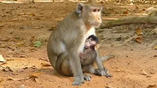 Lovely Newborn Baby Monkey Anissa Get Fully Milk, Thanks Anna For Well Nursing Today