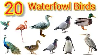 20 Waterfowl Names | Water Birds Name for Kids | जल पक्षियों के नाम | Water Birds Name with Pictures