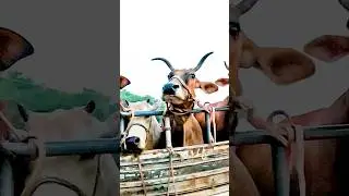 Crazy cow in car 😊 #shorts #cow #cowvideos #cowcart