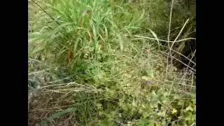 MOV00217