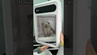 Haku goes to the salon! #cat #cute #funny #silly #bath #salon #grooming #猫