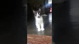 brution njn cheyyarilla #comedy #funny #love #cat #adoreble #catvideos #catcomedy #adorably