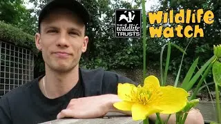 Wildlife Wednesday: All about pollination!