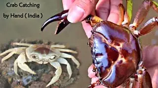 Kekde Ka Video। Crab Catching By Hand in India ( Village )