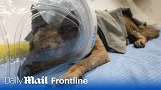 Brave IDF war dog Mikey has &lsquo;miracle&rsquo; recovery after being hit by Hamas grenade