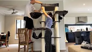 Our cats get their Christmas present!