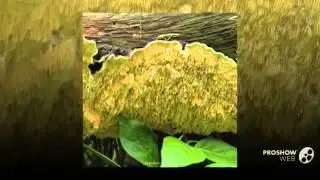 Sarcodontia setosa - fungi kingdom