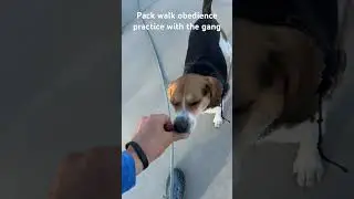 #packwalk #offleash #ecollar  #obedience practice with  pack #dogtrainer #dogcoach #yorkie #beagle