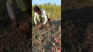 Onion Harvesting #shorts #agriculture #harvesting