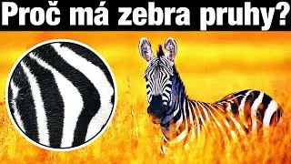 PROČ MAJ&Iacute; ZEBRY PRUHY?