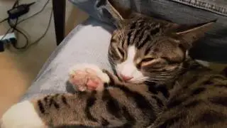 Fuzzy Paw Inspection