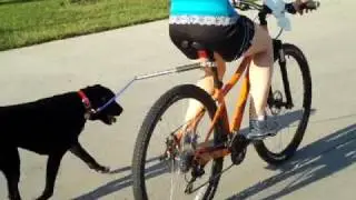 WalkyDog hands free dog bike leash review