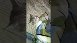 Tengo muchas heridas 🙈 #AsherCat😼 #kittensofinstagram #kittensoftiktok #adoptaungato