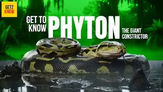 Get To Know, PHYTON. The Giant Constrictor