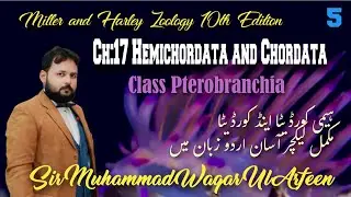Chordata: Urochordata and Cephalochordata | Class Pterobranchia | Explained in Urdu
