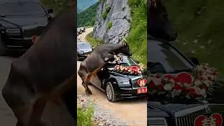 This buffalo is so spiritual #AllThingsAreSpiritual #ThrillingMoments #Buffalo