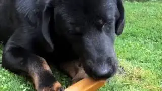 Super Himalayan Dog Chew Best Long lasting Treat in Australia
