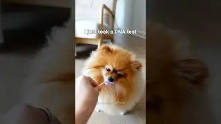 Результаты теста ДНК моей собаки