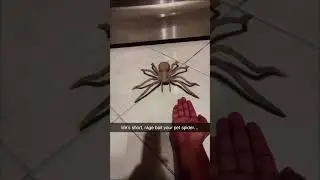 Я в ярости травил своего домашнего паука 🤯